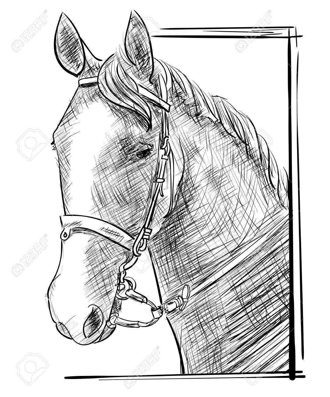 1083x1300 Vector Engraving Sketch Of Hand Drawn Horse Head In Harness