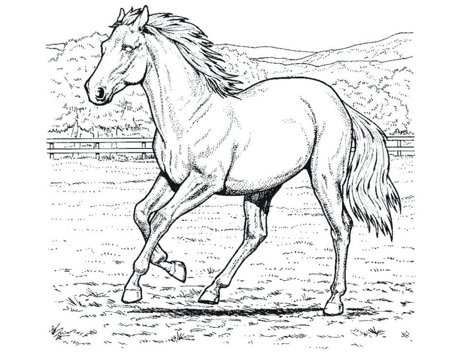 970x728 Horse Head Coloring Page Awesome Free Horse Coloring Pages Images
