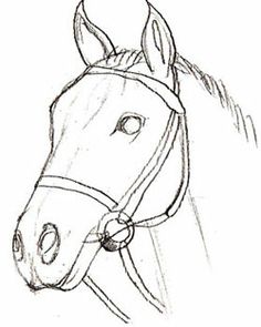 236x295 How To Draw A Realistic Horse Head How To Draw A Horse Head