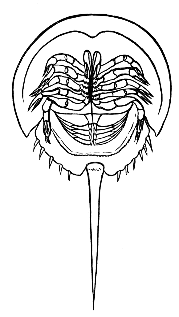581x1024 Horseshoe Crab Clipart Etc