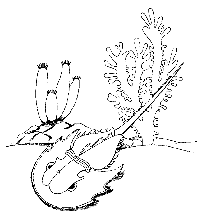 650x702 Horseshoe Crab Coloring Page