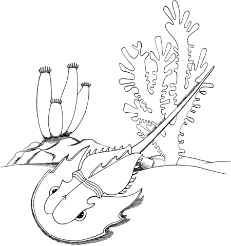 450x480 Horseshoe Crab Coloring Page Free Printable Coloring Pages