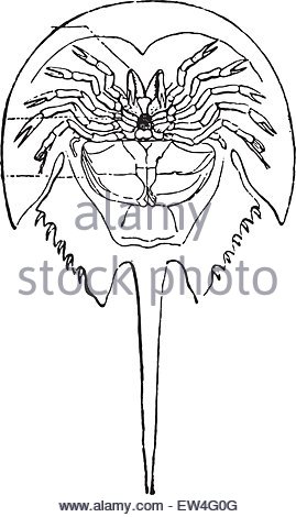 269x470 Horseshoe Crab Or Limulidae, Vintage Engraved Illustration Stock