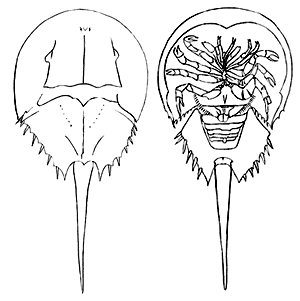 300x301 Horseshoe Crab Clipart