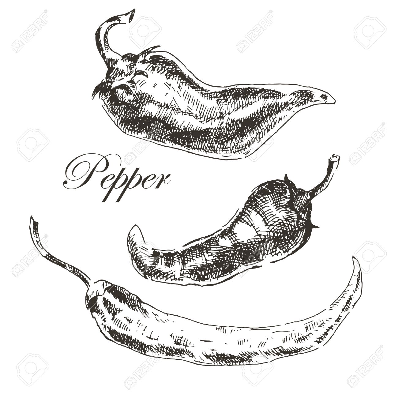 1300x1300 Vector Hand Drawn Chili Pepper Sketch Set. Ink And Pencil Retro