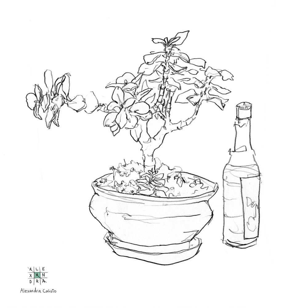 1000x1000 Drawings Alexandra Calisto