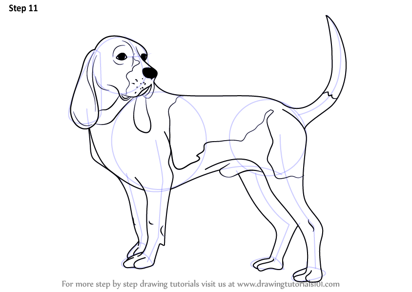 844x598 Learn How To Draw A Hound Dog (Dogs) Step By Step Drawing Tutorials