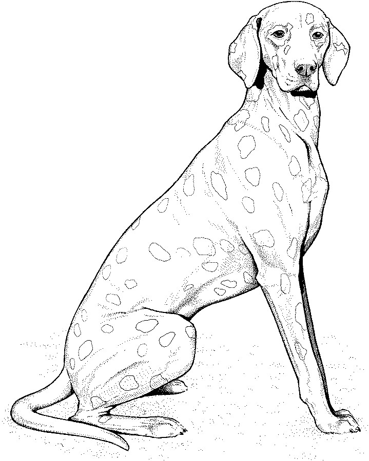 719x900 Real Puppy Drawings