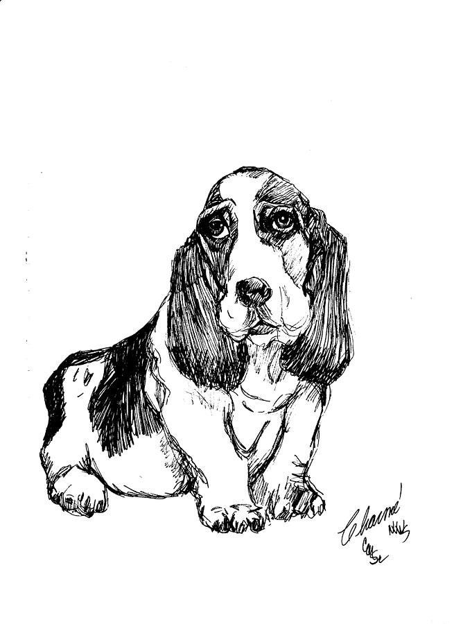 655x900 Basset Hound Drawing By Charme Curtin