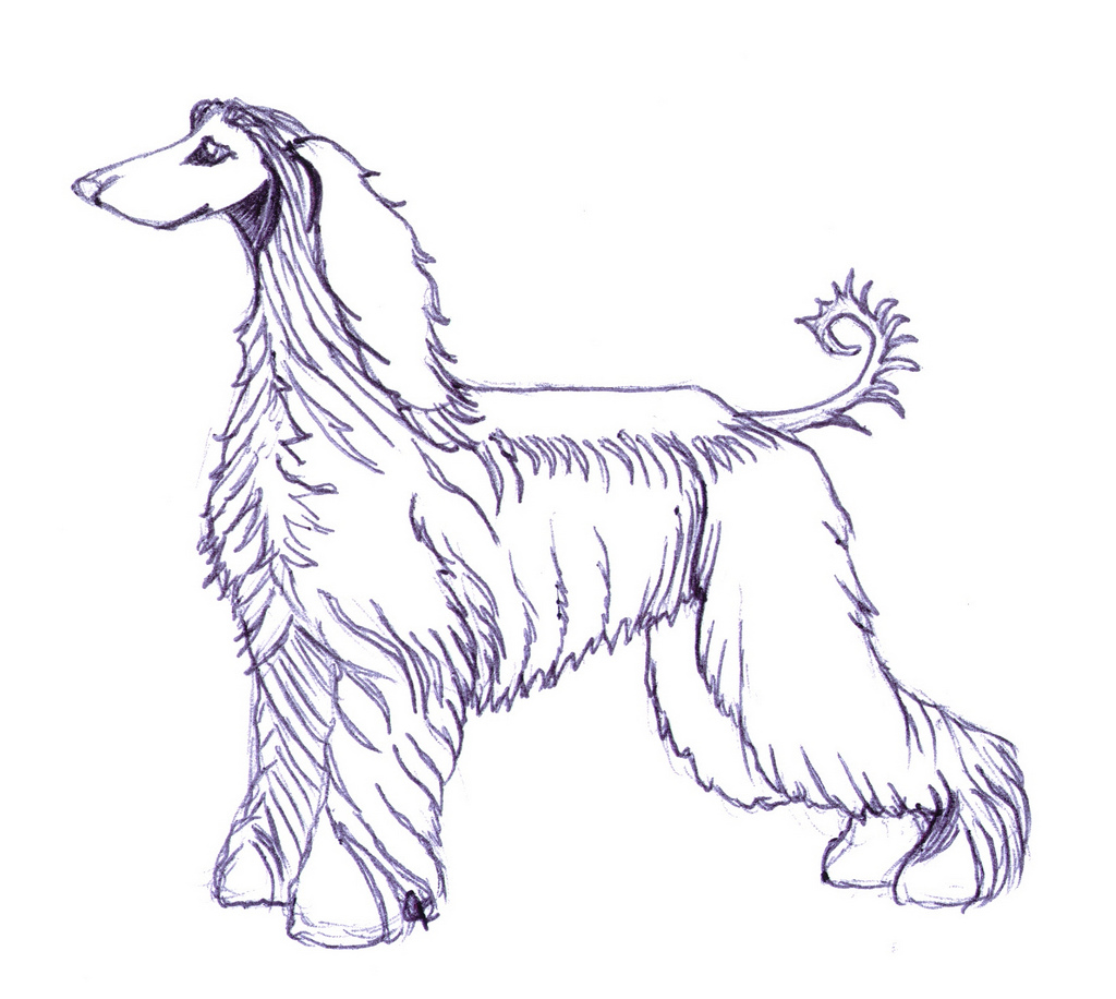 1024x916 Coloring Book Page Afghan Hound This Is A Drawing I
