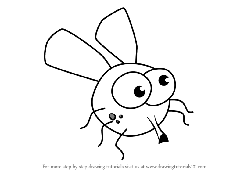 800x567 Learn How To Draw House Fly For Kids (Animals For Kids) Step By