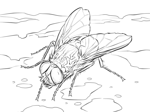 480x360 House Fly Coloring Page Free Printable Coloring Pages