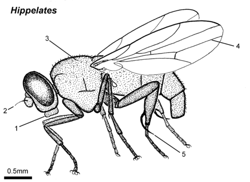 500x364 Parasitic Insects, Mites Ticks Genera Of Medical
