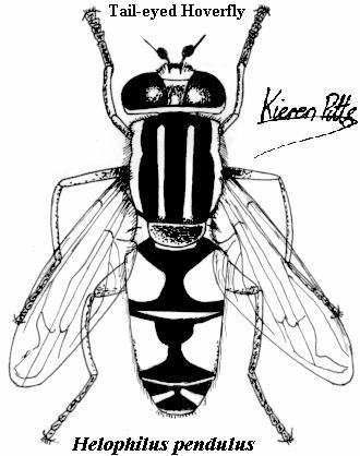 330x418 The Earth Life Web, Cyclorrhapha Modern Flies