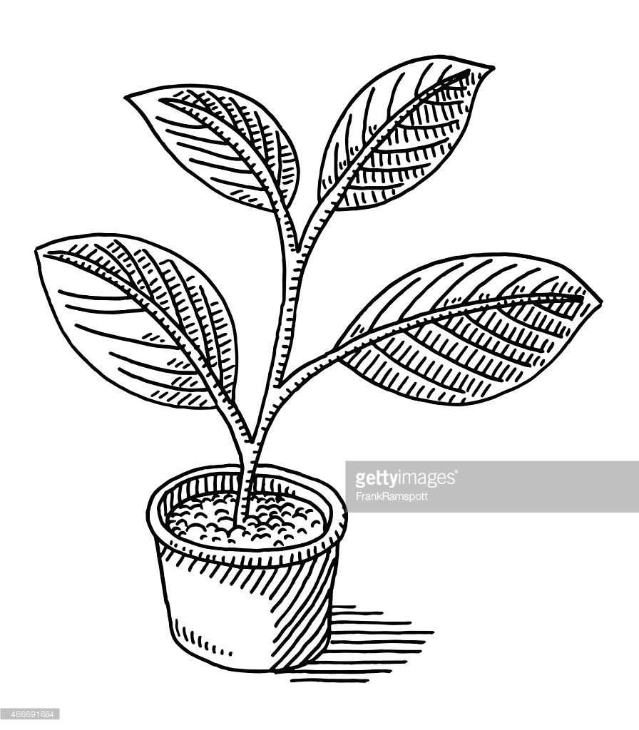 896x1024 Plant Drawing