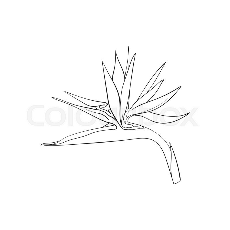 800x800 Single Bird Of Paradise, Strelizia Tropical Flower, Sketch Style