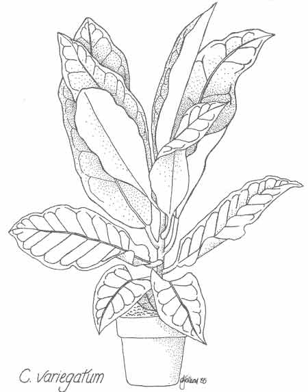 450x573 Codiaeum Variegatum