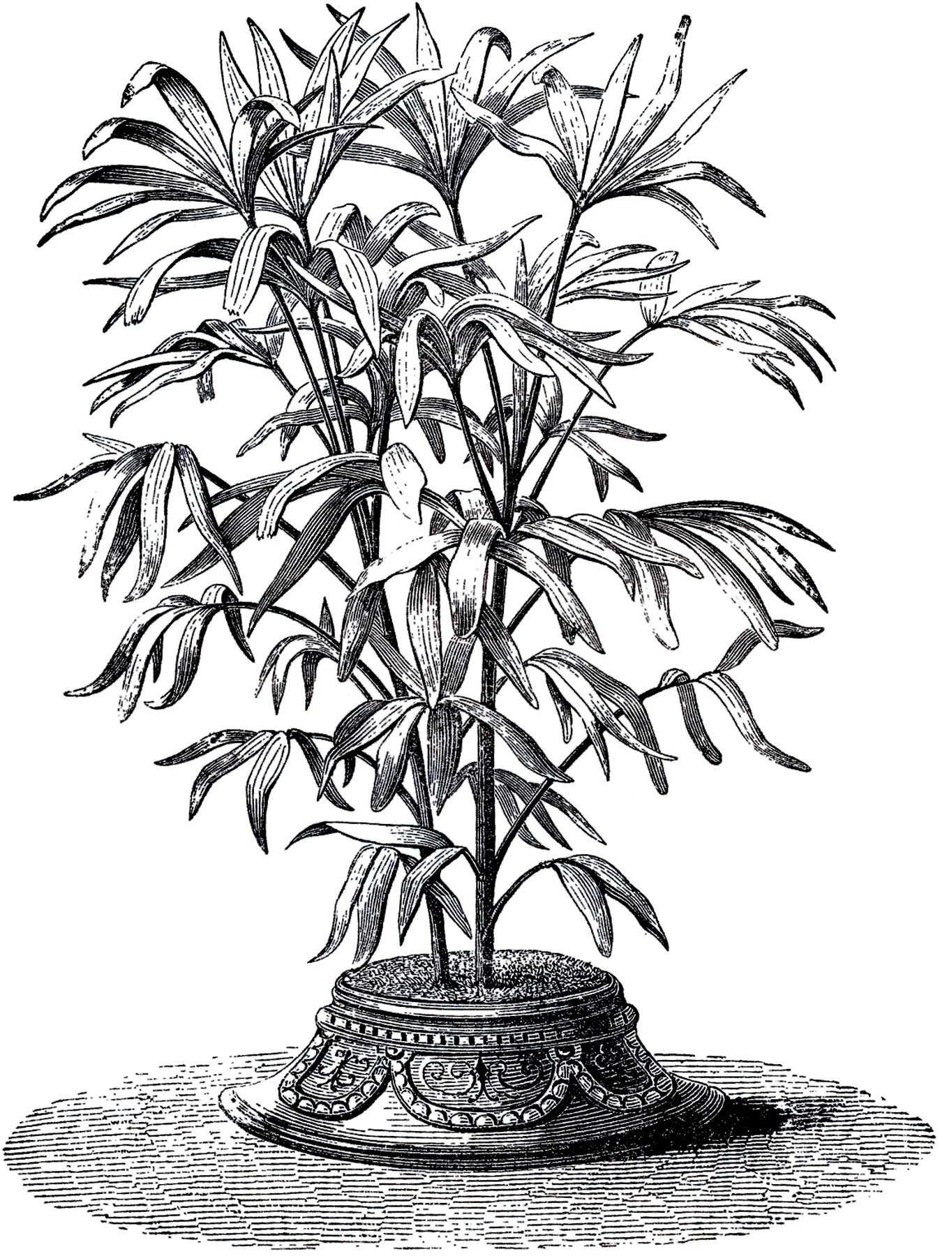 1347x1800 Vintage House Plant Image Graphicsfairy