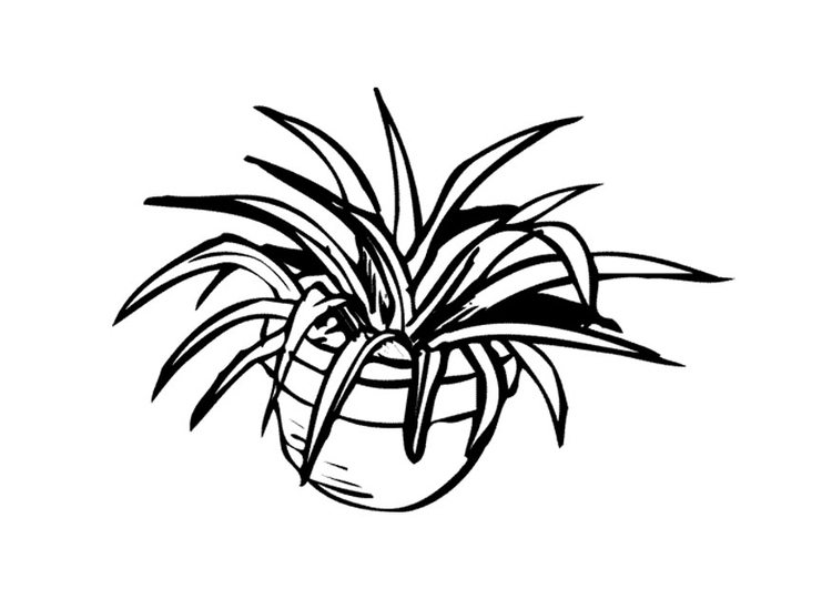 750x531 Coloring Page Houseplant