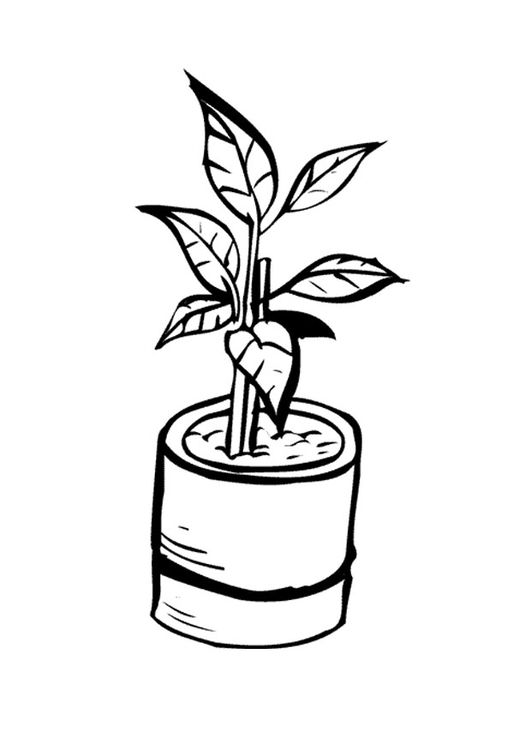 531x750 Coloring Page Houseplant
