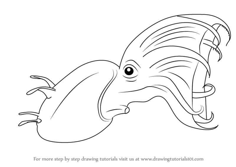 800x565 Learn How To Draw A Vampire Squid (Squids) Step By Step Drawing