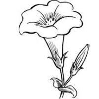 200x200 Beautiful Flower Drawings