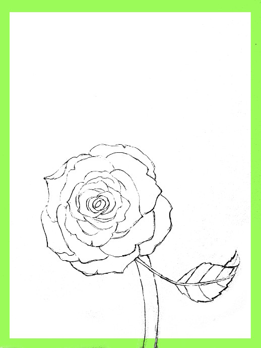 518x690 How To Draw Roses