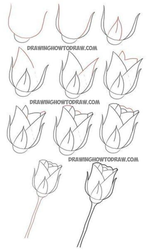 624x1068 Roses Drawing Tutorial