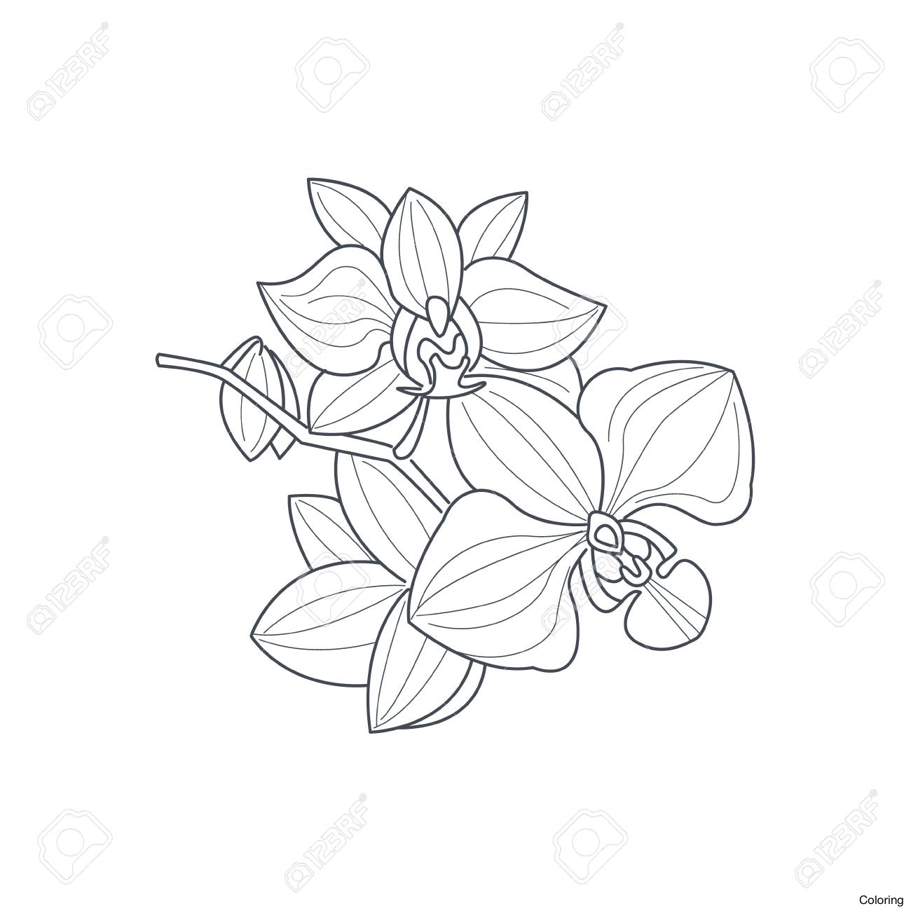 1300x1300 Orchid 15325125 Simple Drawing Coloring Royalty Free Stock Photo