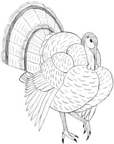 236x298 The King Of Wild Turkey Coloring Pages Turkeys