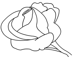 250x196 Drawing Roses Video Lesson