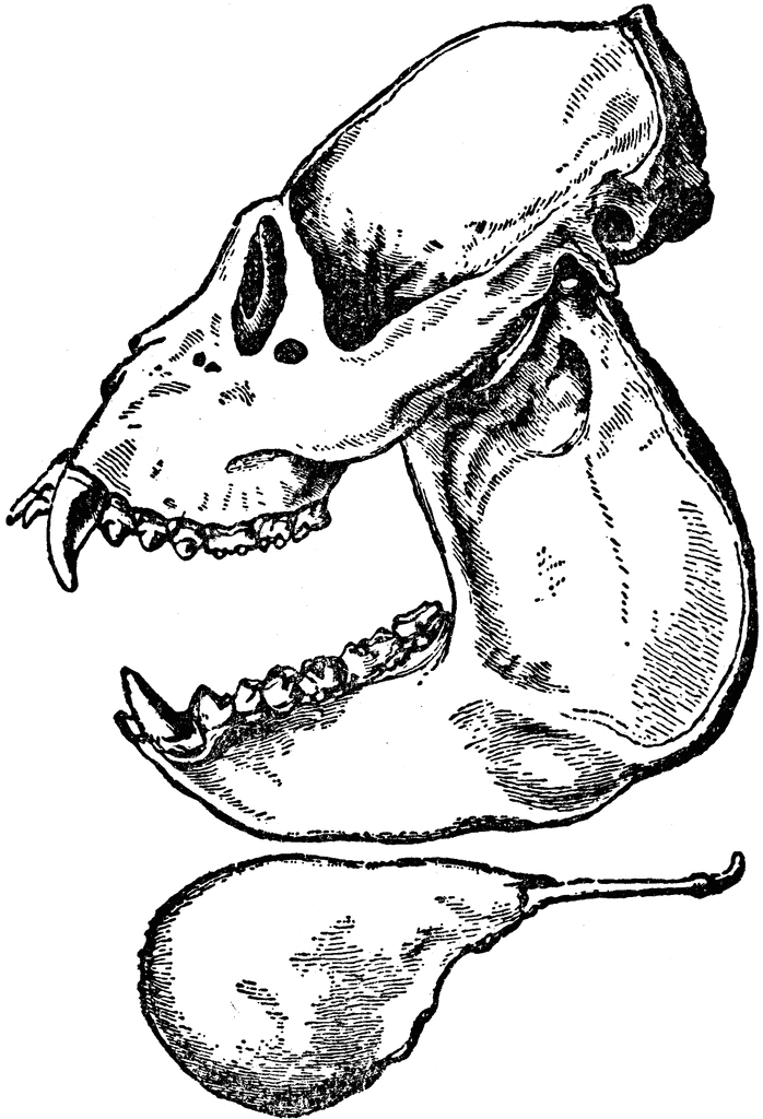 698x1024 Side View Of Howler Monkey Clipart Etc