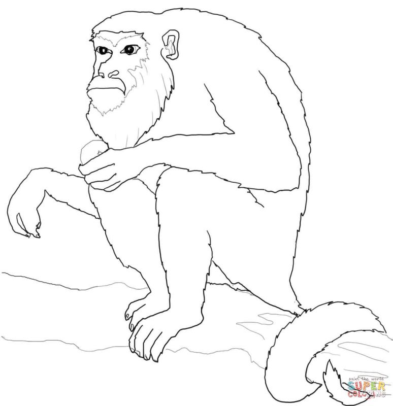 774x800 Howler Monkey Clipart
