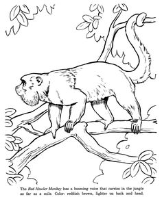 236x288 Camping Coloring Pages And Sheets For Adults And Kids Raccoons
