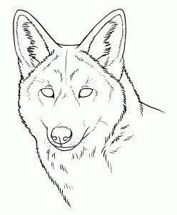 Howling Coyote Drawing at GetDrawings | Free download