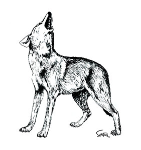 281x300 Howling Wolf Drawings Fine Art America