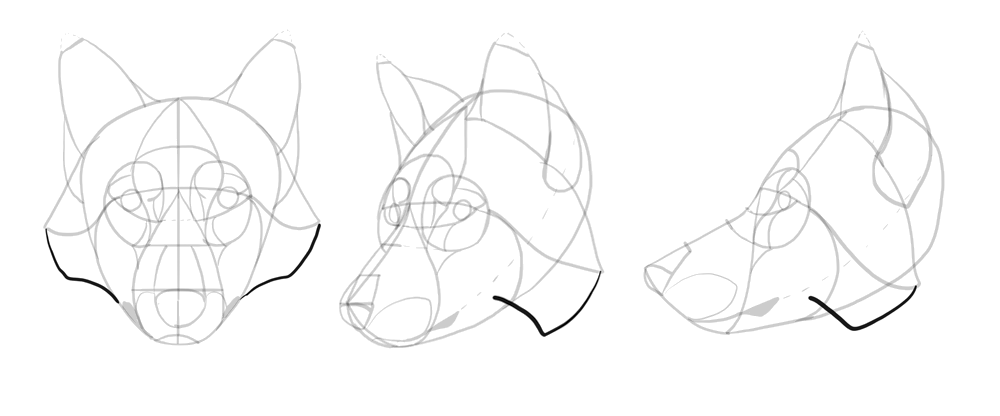 1000x416 How To Draw A Wolf Head And Shoulders, Knees And Paws