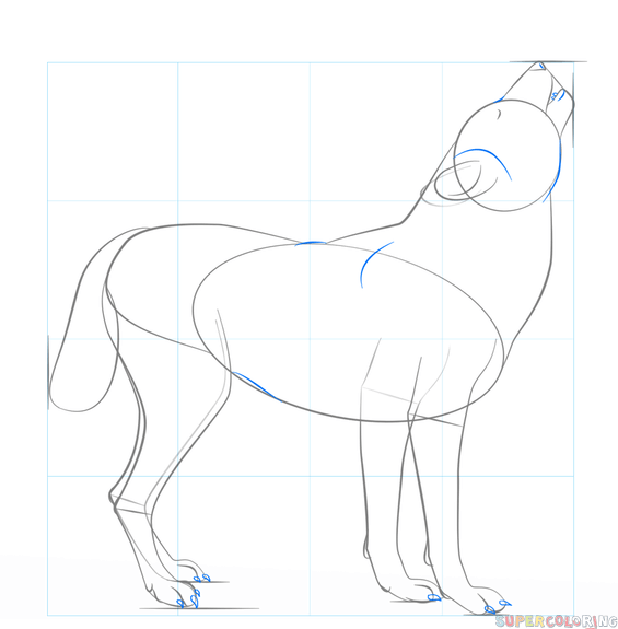 565x575 How To Draw A Howling Wolf Step By Step Drawing Tutorials