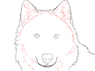 320x240 How To Draw A Wolf