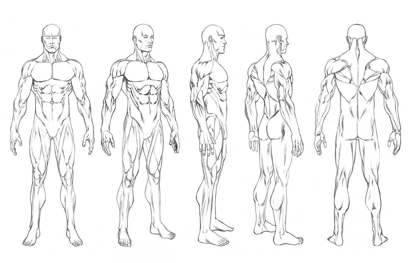 1418x900 Pictures Human Body Drawing Template,