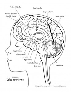 232x300 Draw Brain Anatomy