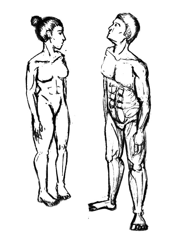600x865 Male Female Human Body Proportions Coloring Pages Male