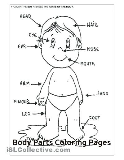 400x517 Body Coloring Pages Related Body Parts Coloring Pages