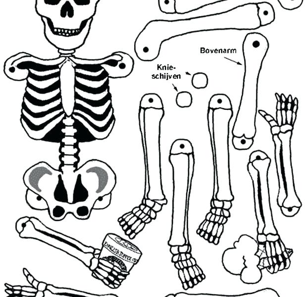 618x600 Human Body Coloring Pages Human Body Coloring Page Parts Pages