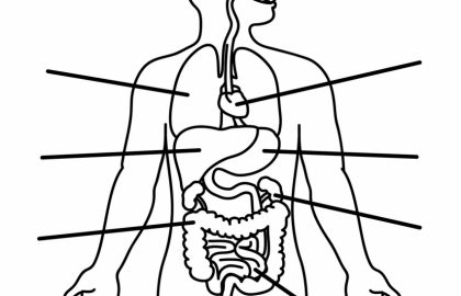 420x270 Human Body For Kids