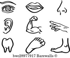 235x194 34,557 Human Body Parts Posters And Art Prints Barewalls
