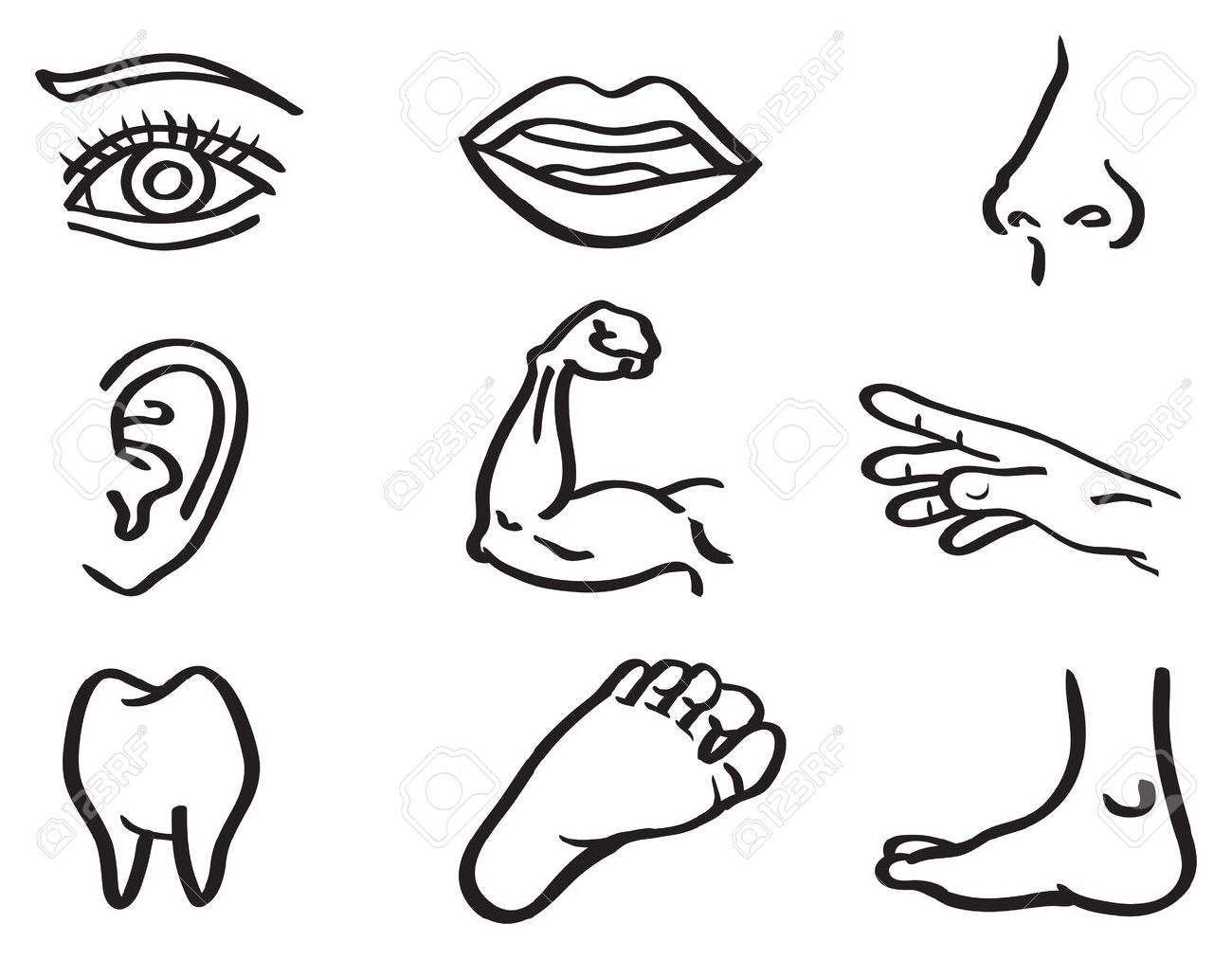 1300x1012 Vector Illustration Of Human Body Parts, Eye, Mouth, Nose, Ear