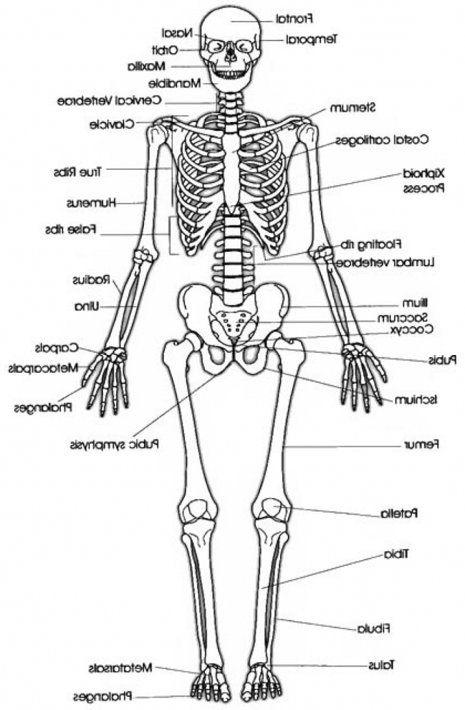 672x1024 Human Skeleton Easy To Draw Tenderness.co