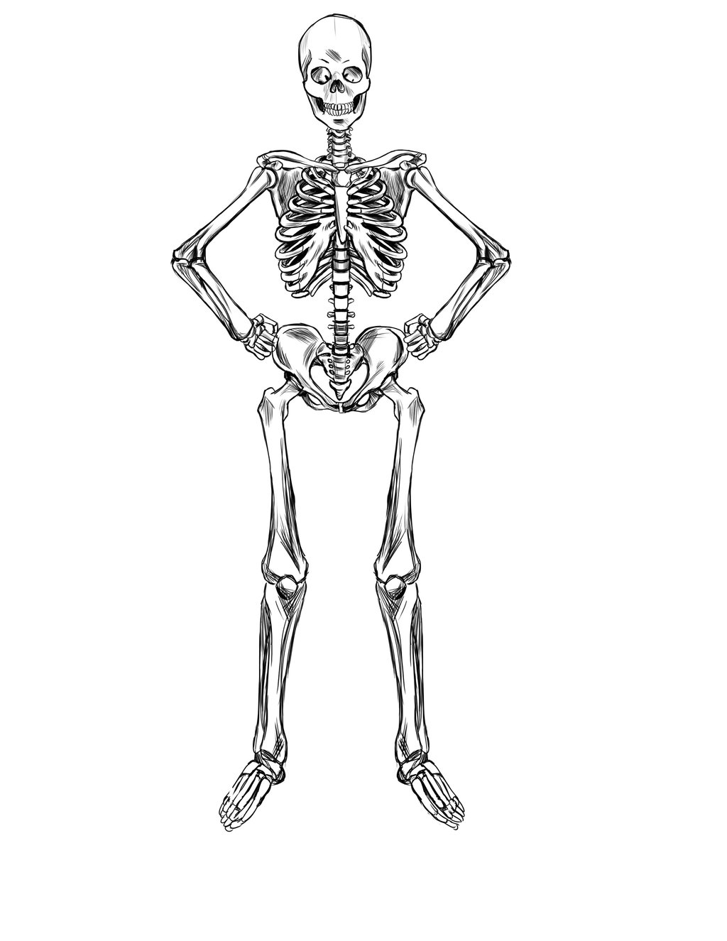 1024x1325 Skeleton Study By Ravendark82