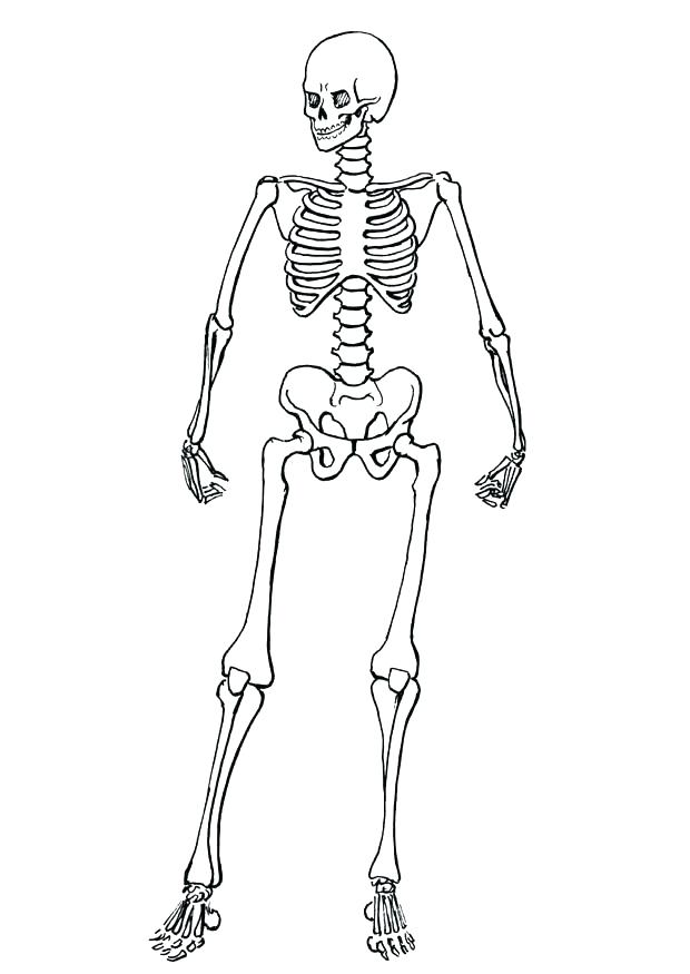 620x875 Human Skeleton Coloring Page Child Skeleton Coloring Page For Kids